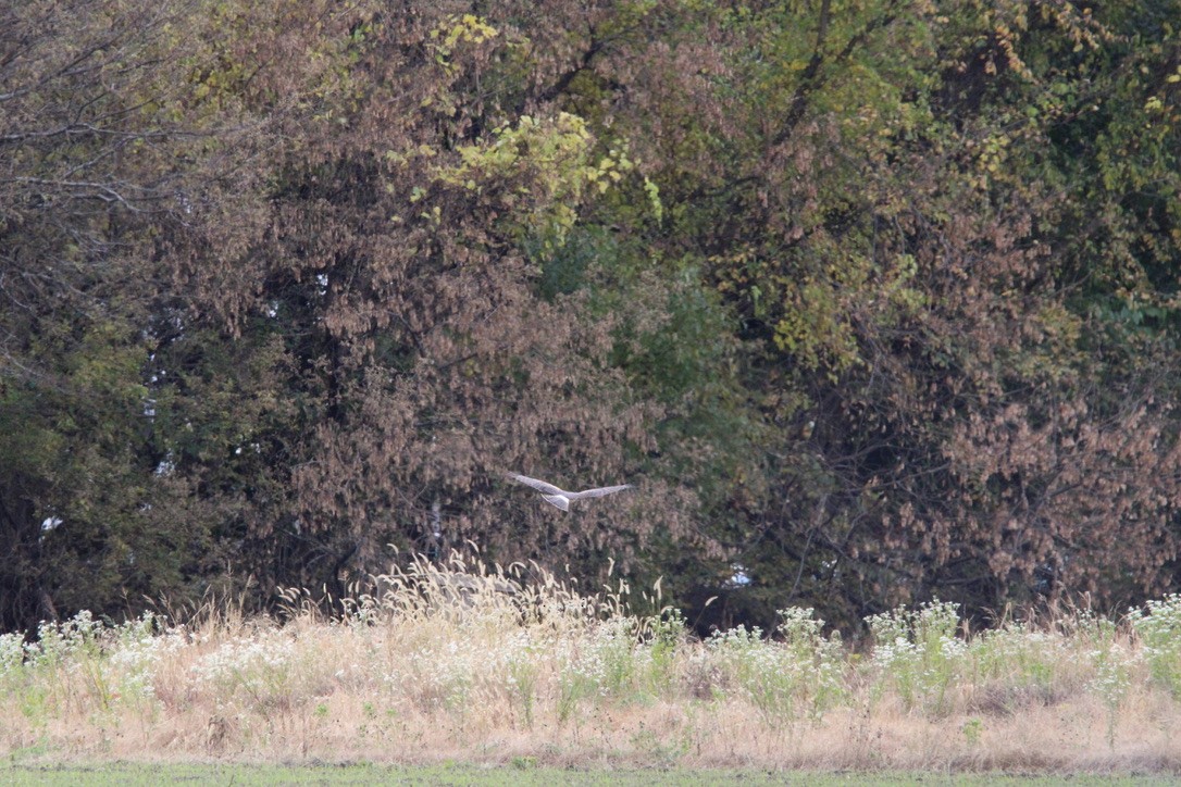 mørkmyrhauk - ML645924874