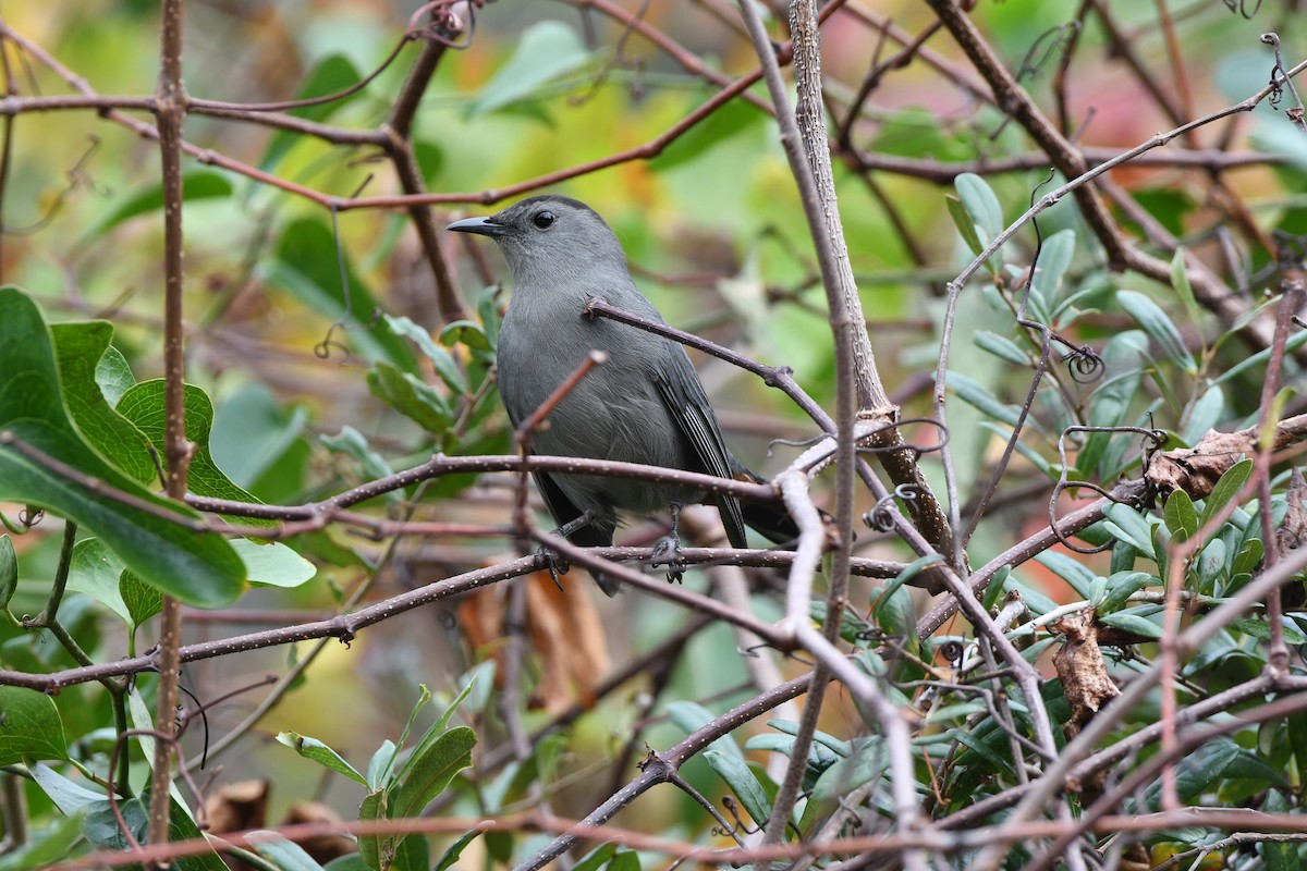 kattespottefugl - ML645924875