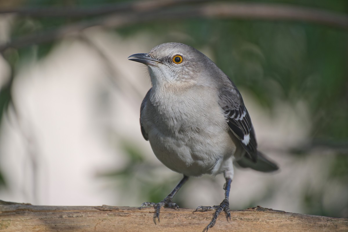 sangspottefugl - ML645924878