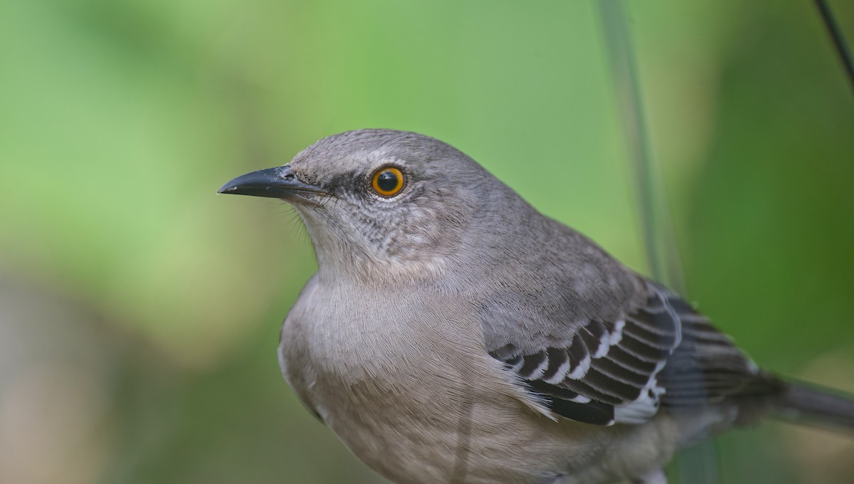 sangspottefugl - ML645924879