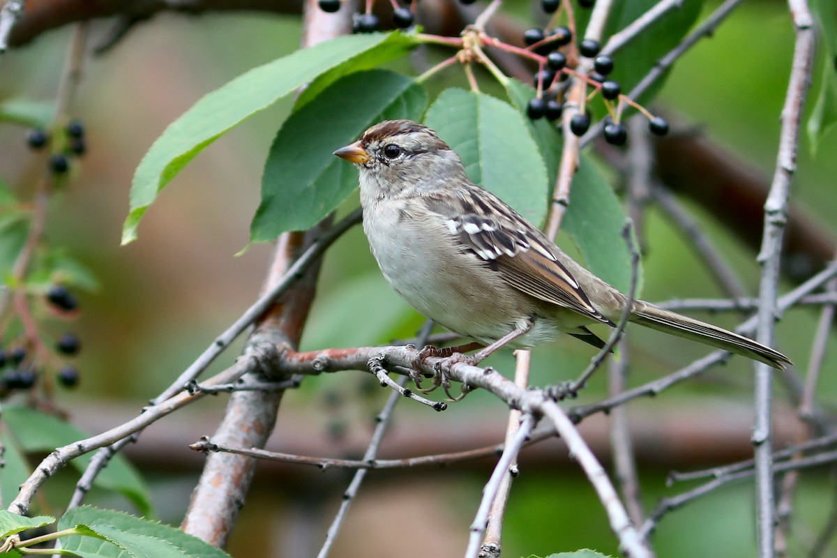 hvitkronespurv - ML645924880