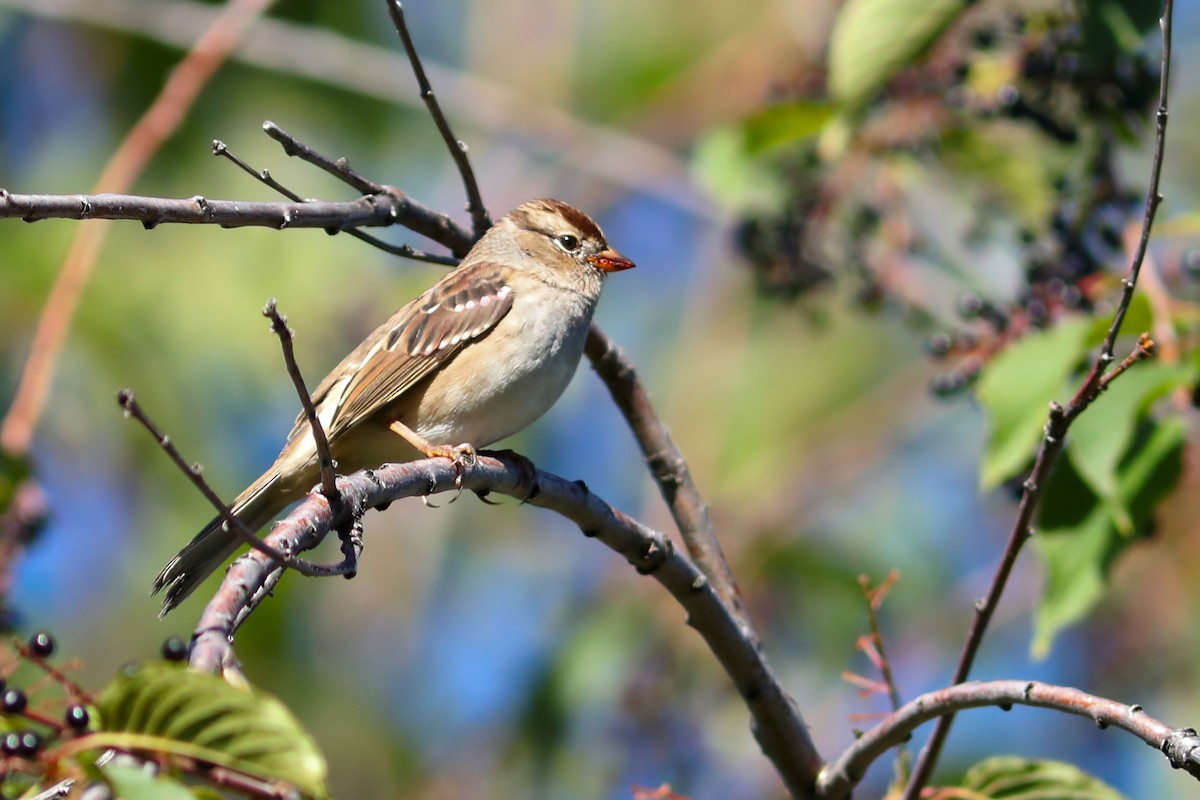 hvitkronespurv - ML645924882