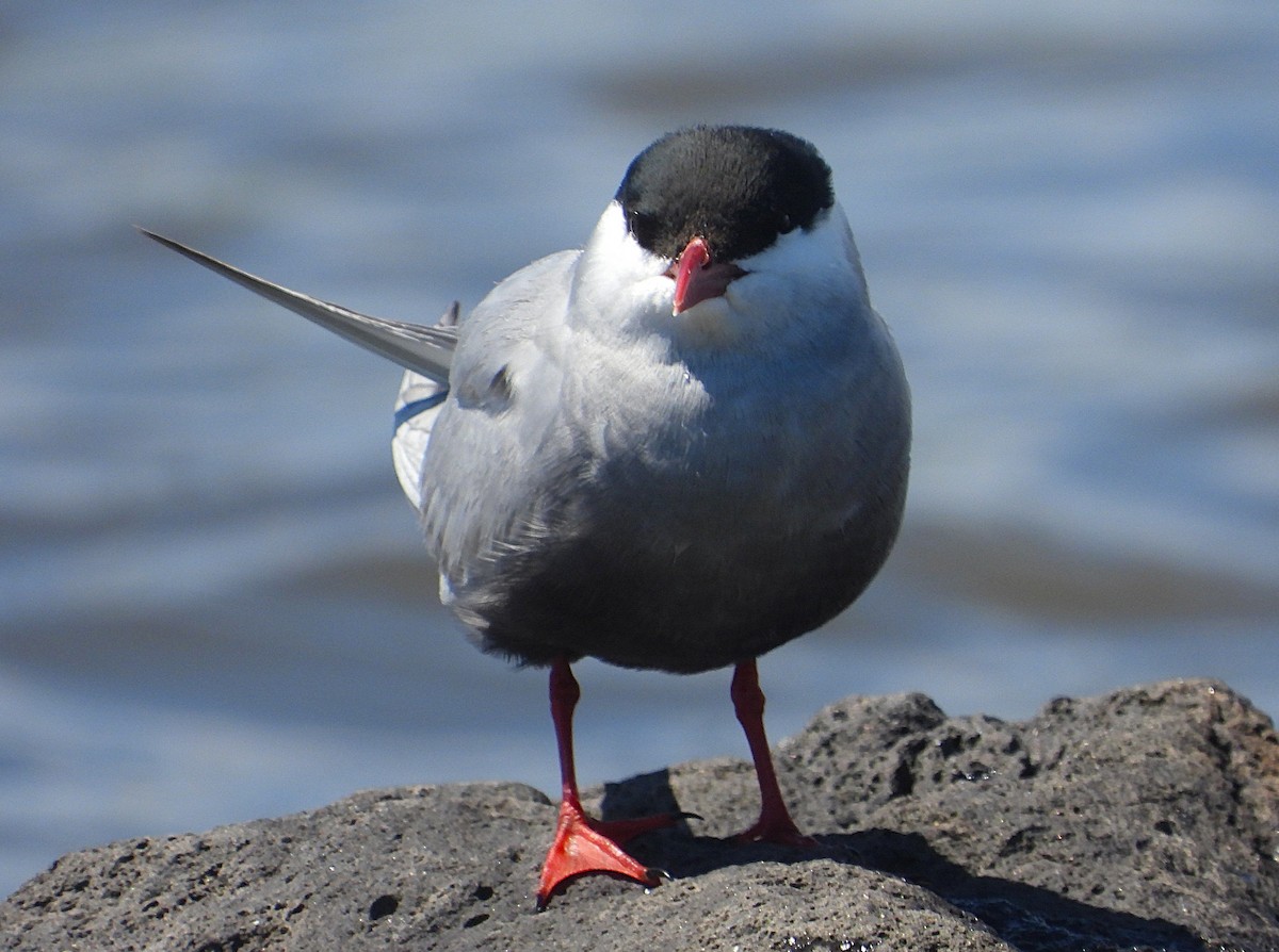 hvitkinnsvartterne - ML645924883