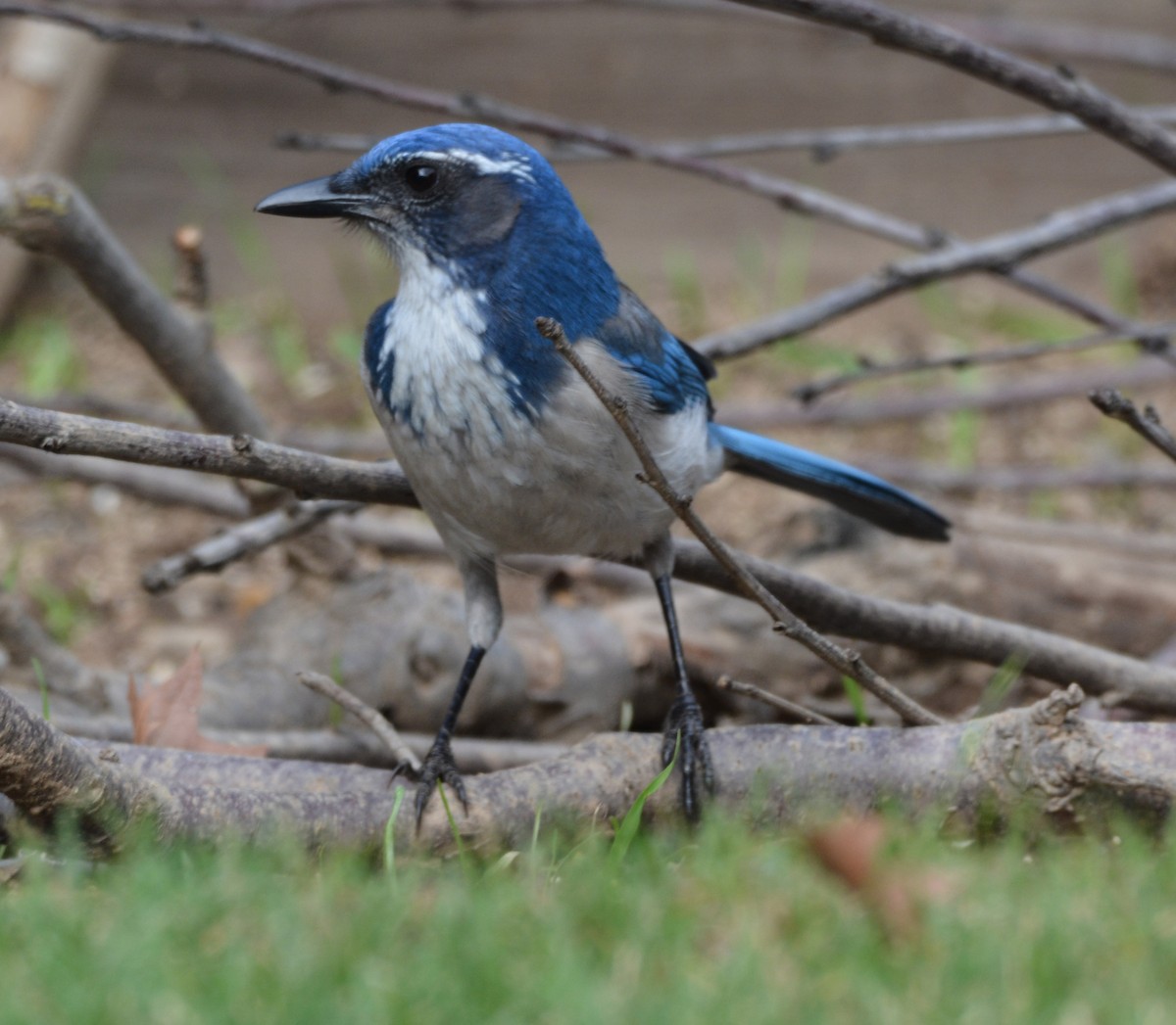 krattskrike - ML645924885