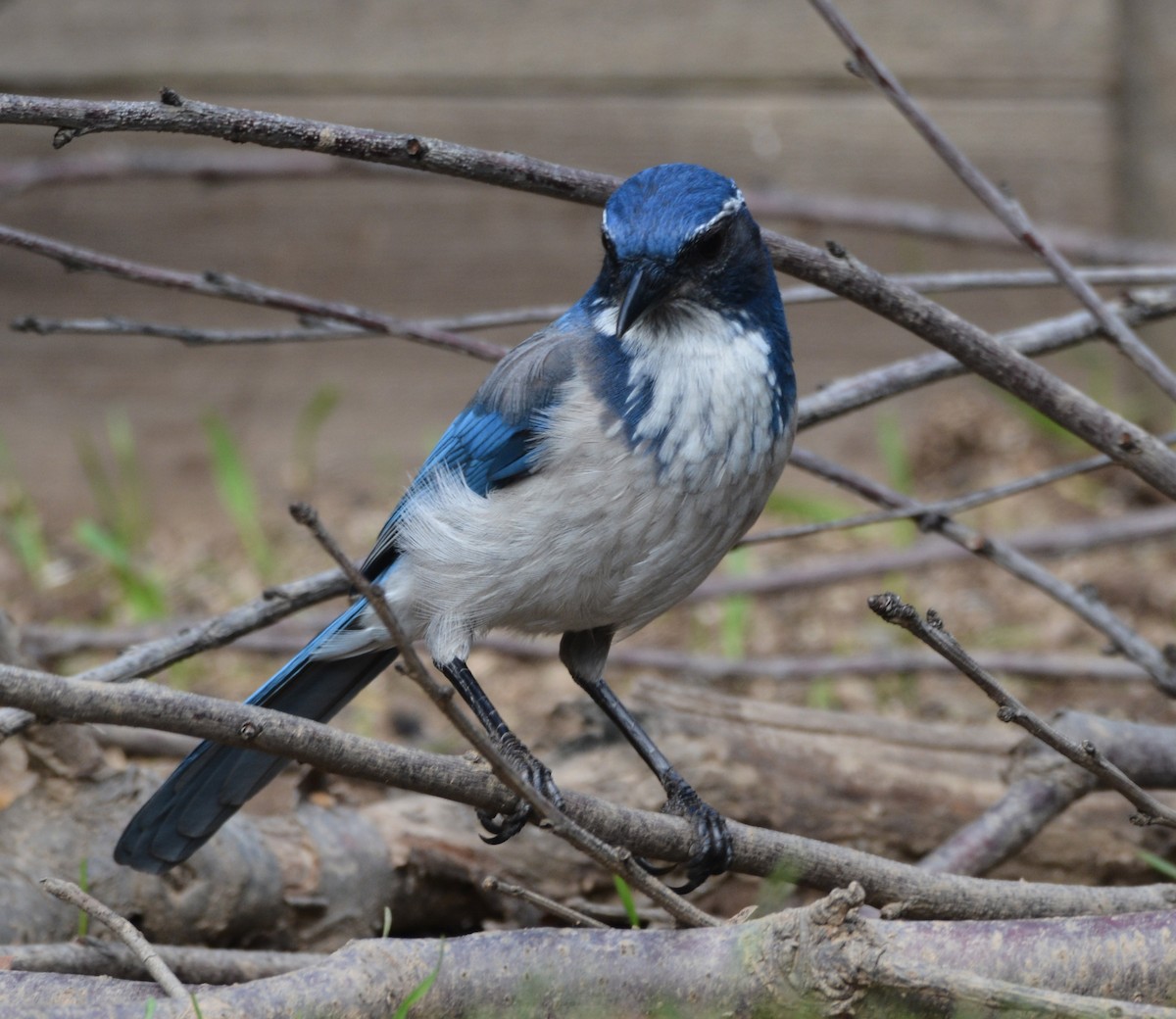 krattskrike - ML645924886