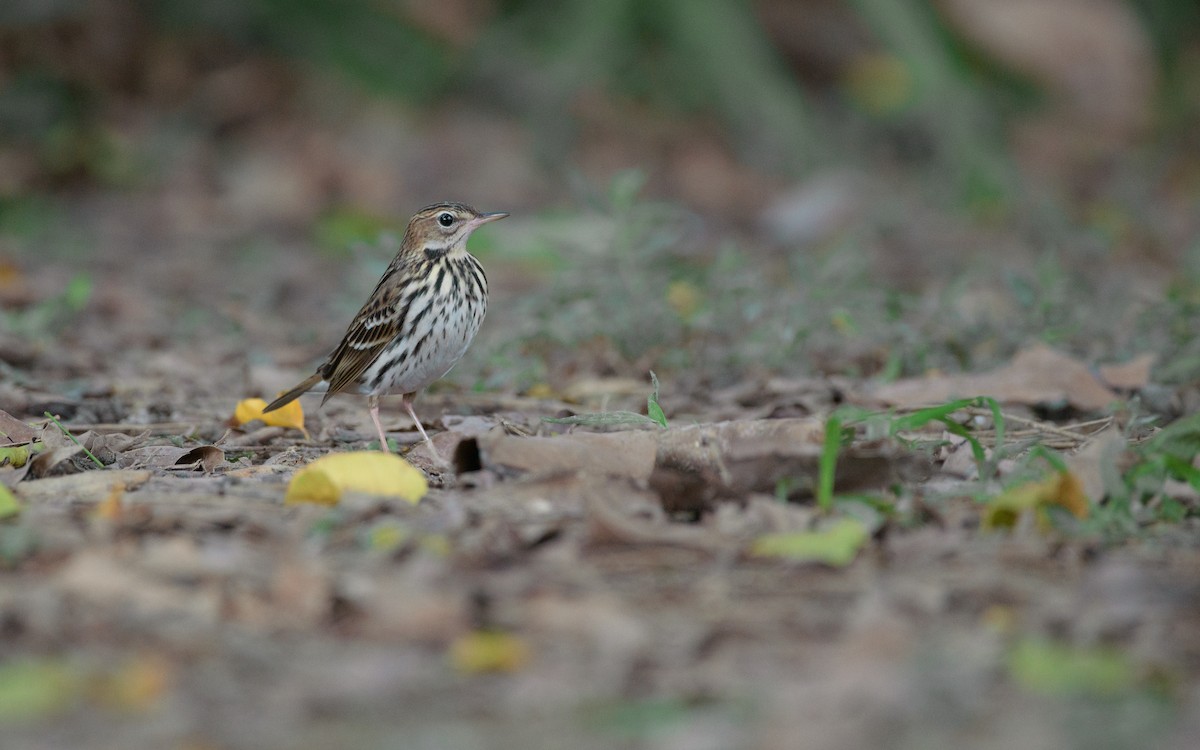 tundrapiplerke - ML645924887