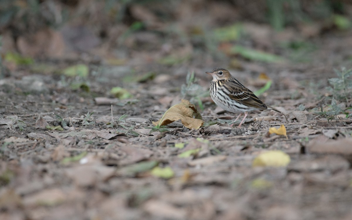 tundrapiplerke - ML645924888