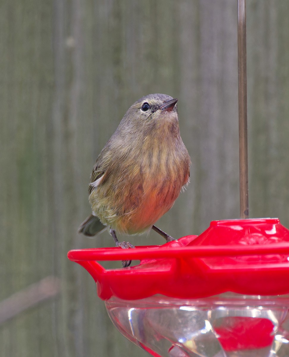 oransjekroneparula - ML645924890