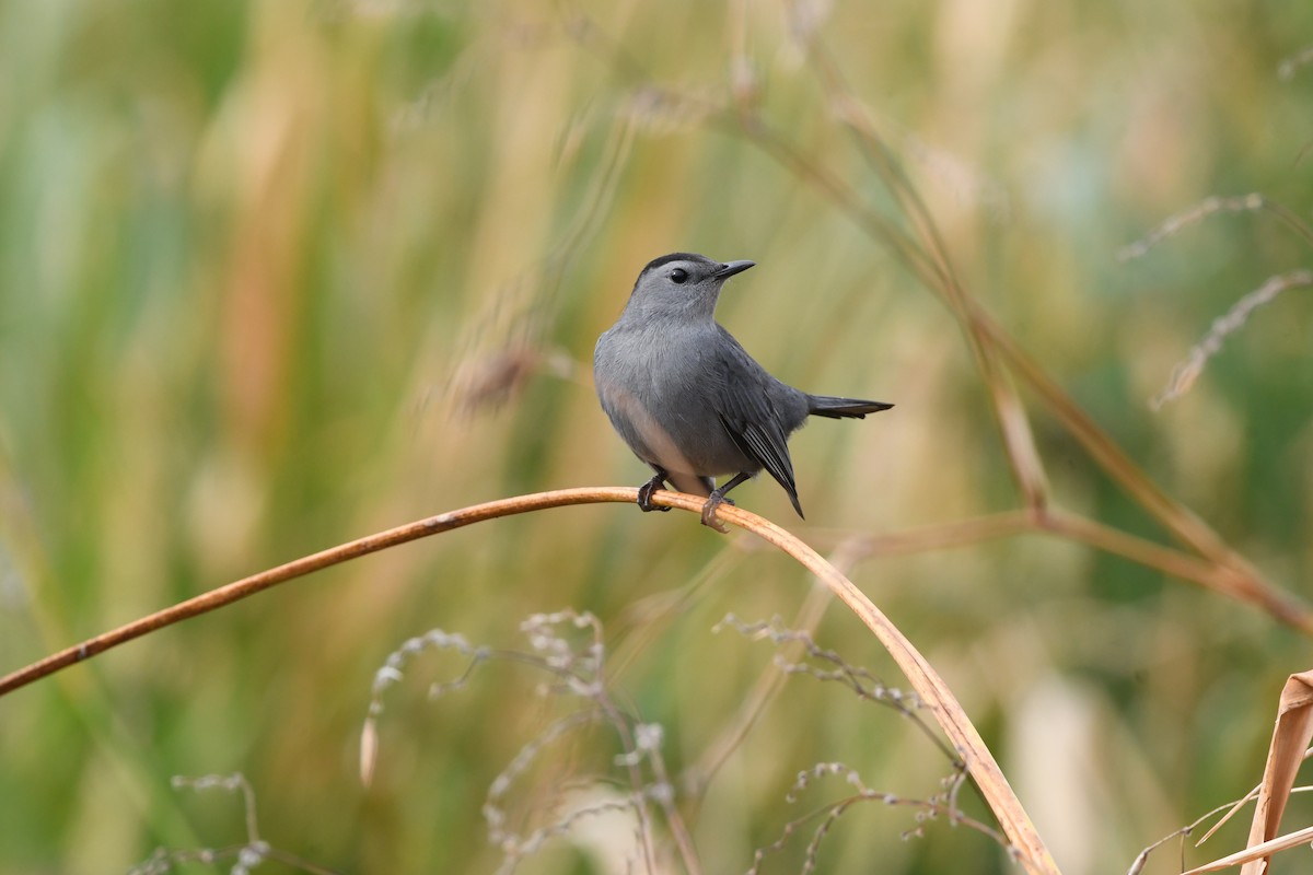 kattespottefugl - ML645924891