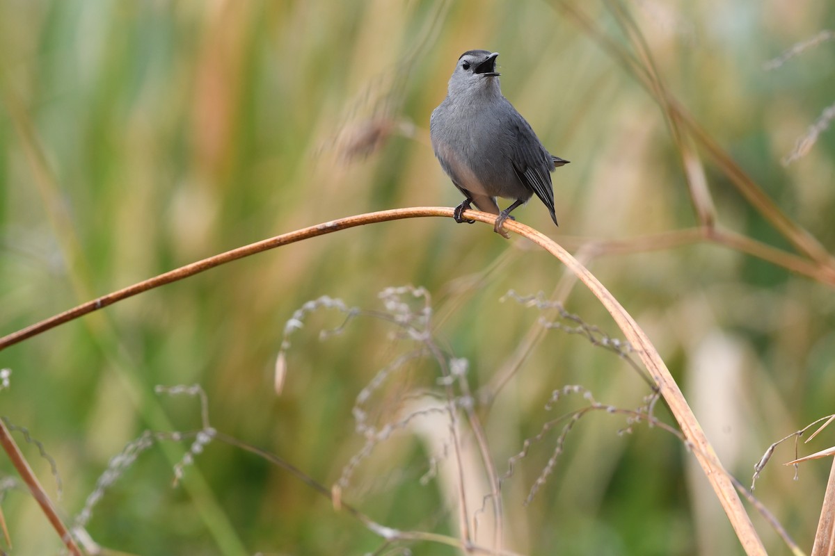 kattespottefugl - ML645924892