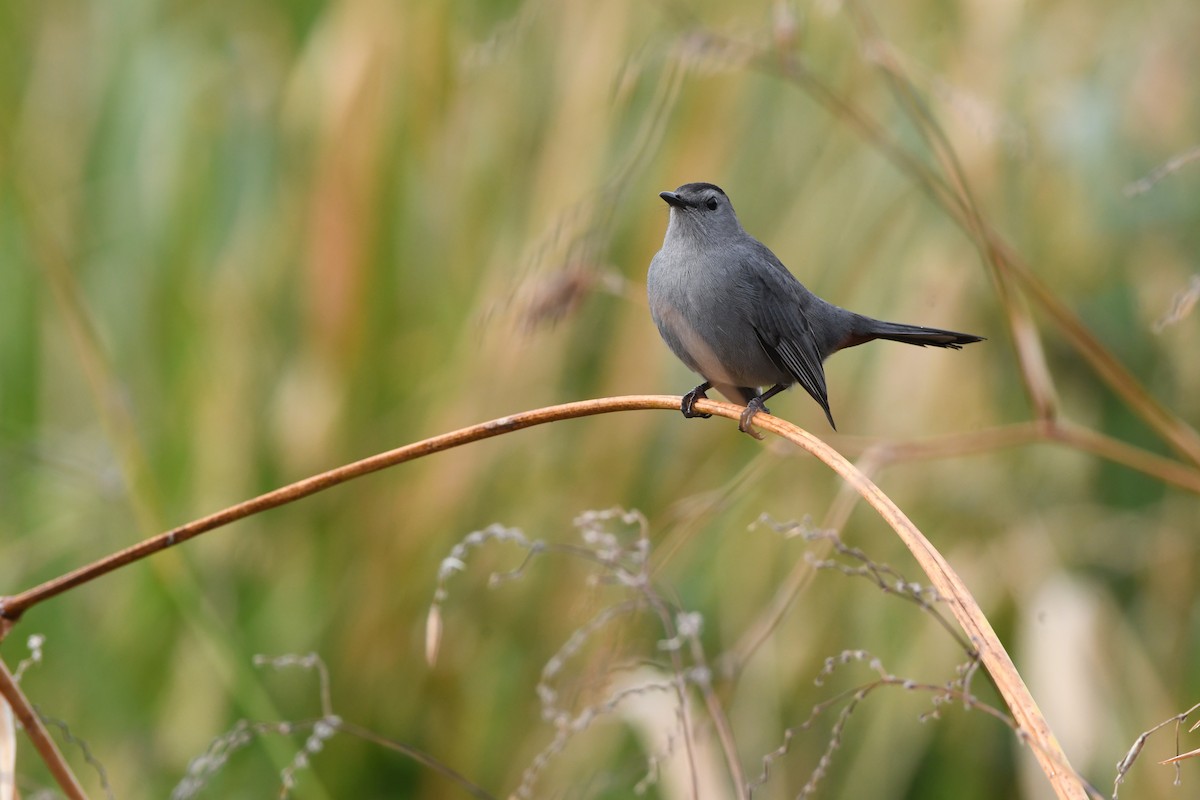 kattespottefugl - ML645924893