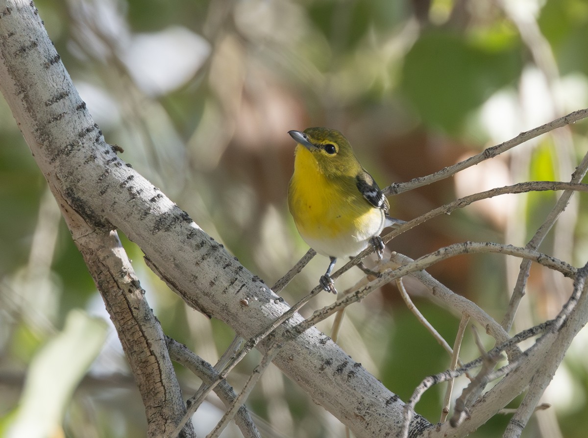 gulbrystvireo - ML645924896