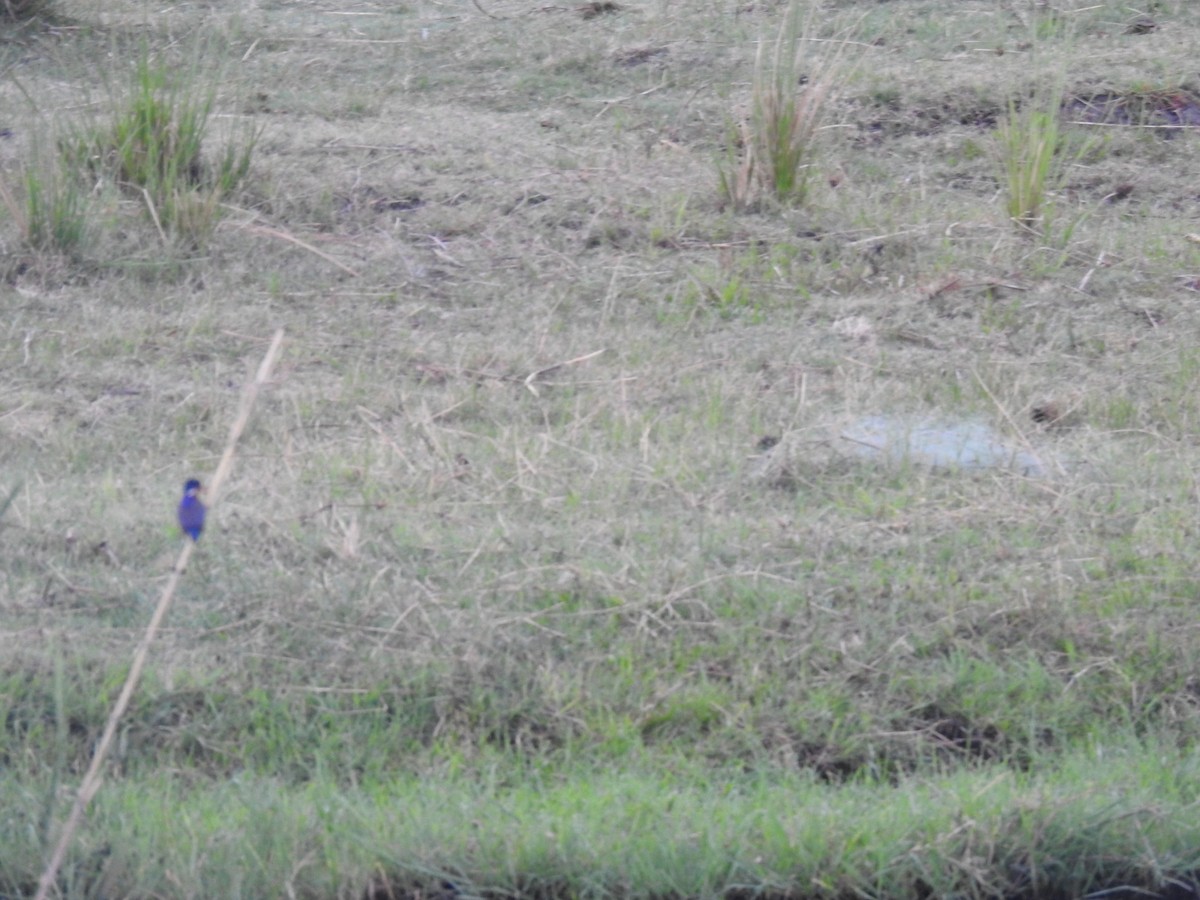 tiaraisfugl - ML645924897