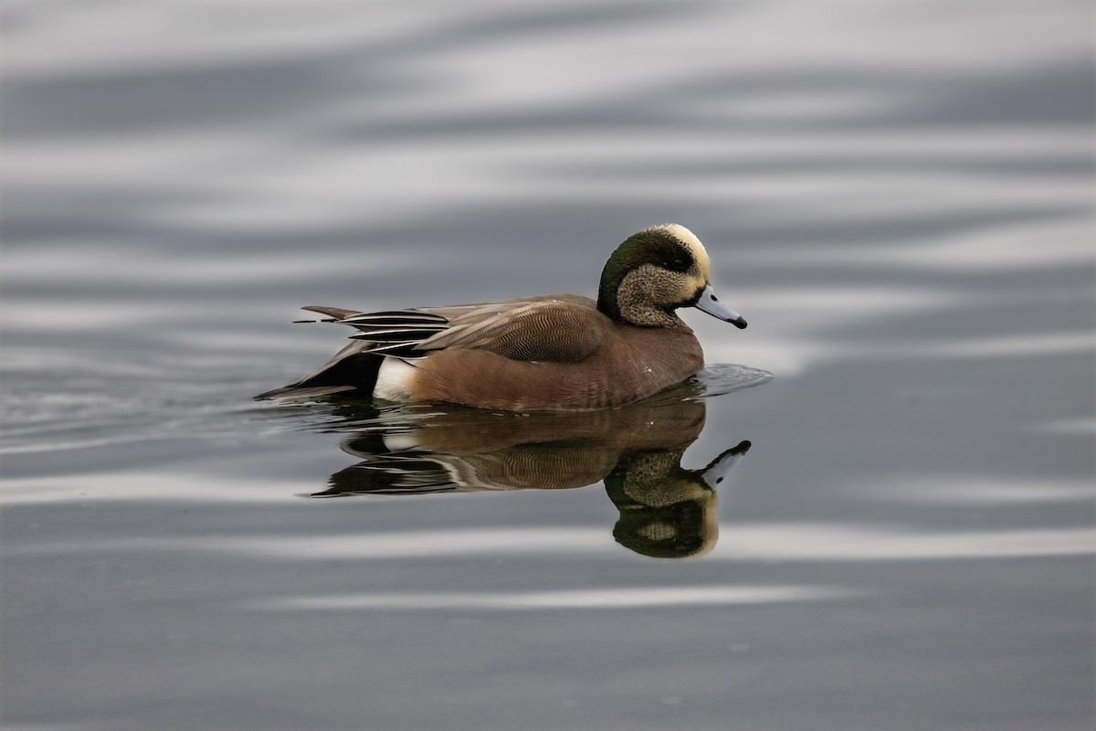 amerikablesand - ML645924898