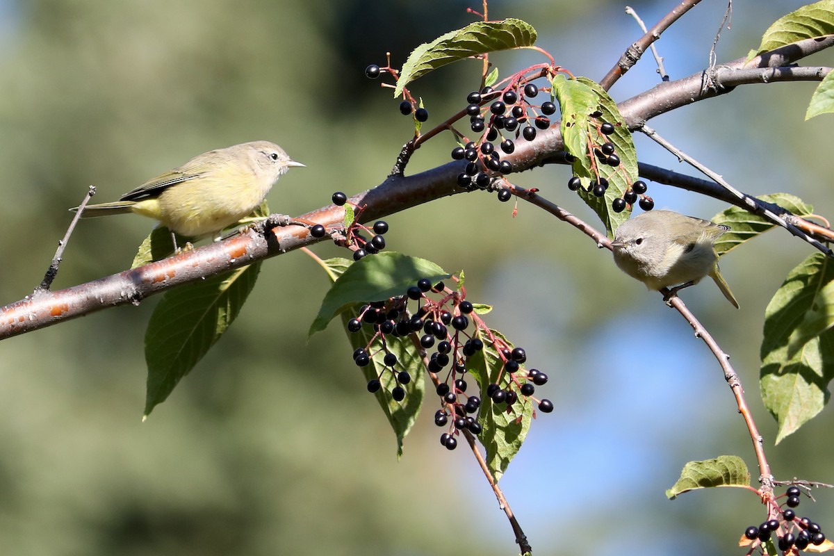 サメズアカアメリカムシクイ - ML645924902
