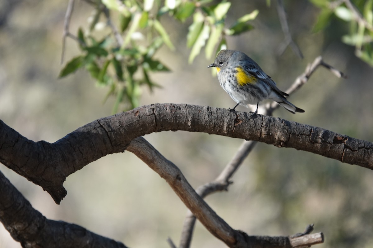 Yellow-rumped Warbler - ML645924907