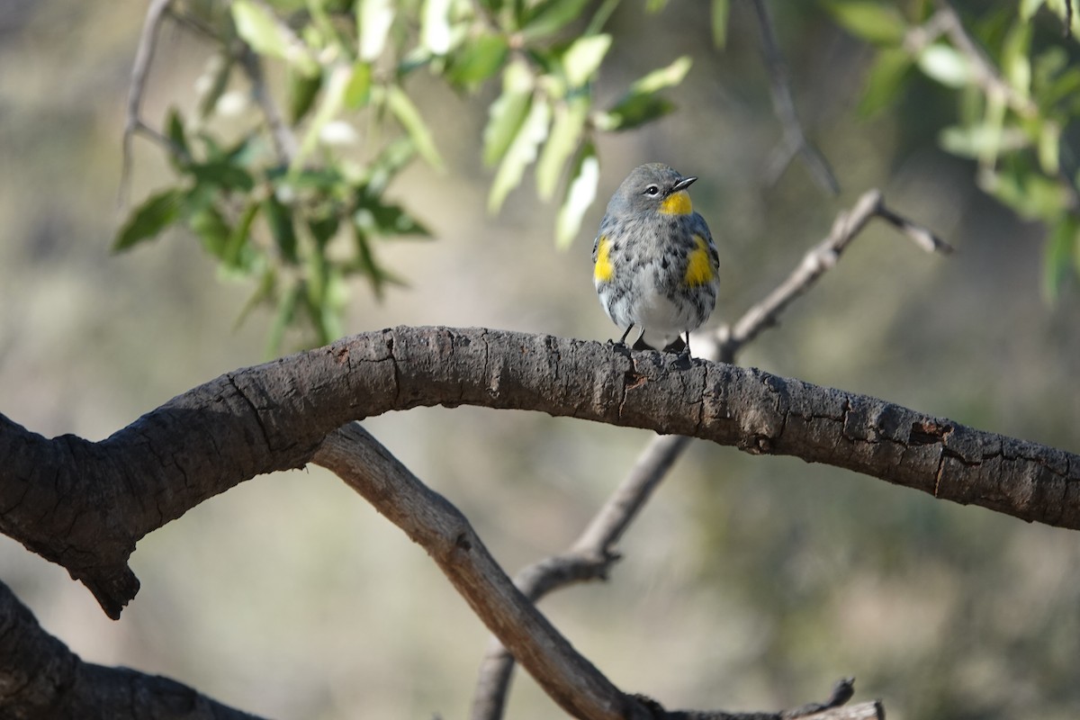 Yellow-rumped Warbler - ML645924908