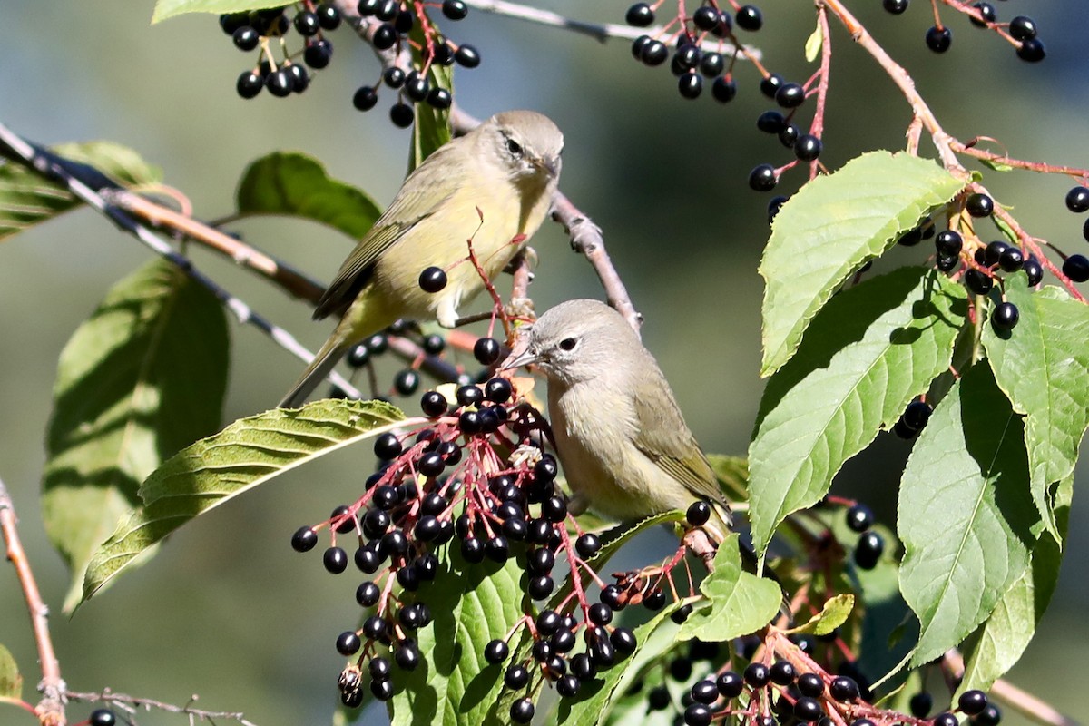 サメズアカアメリカムシクイ - ML645924910