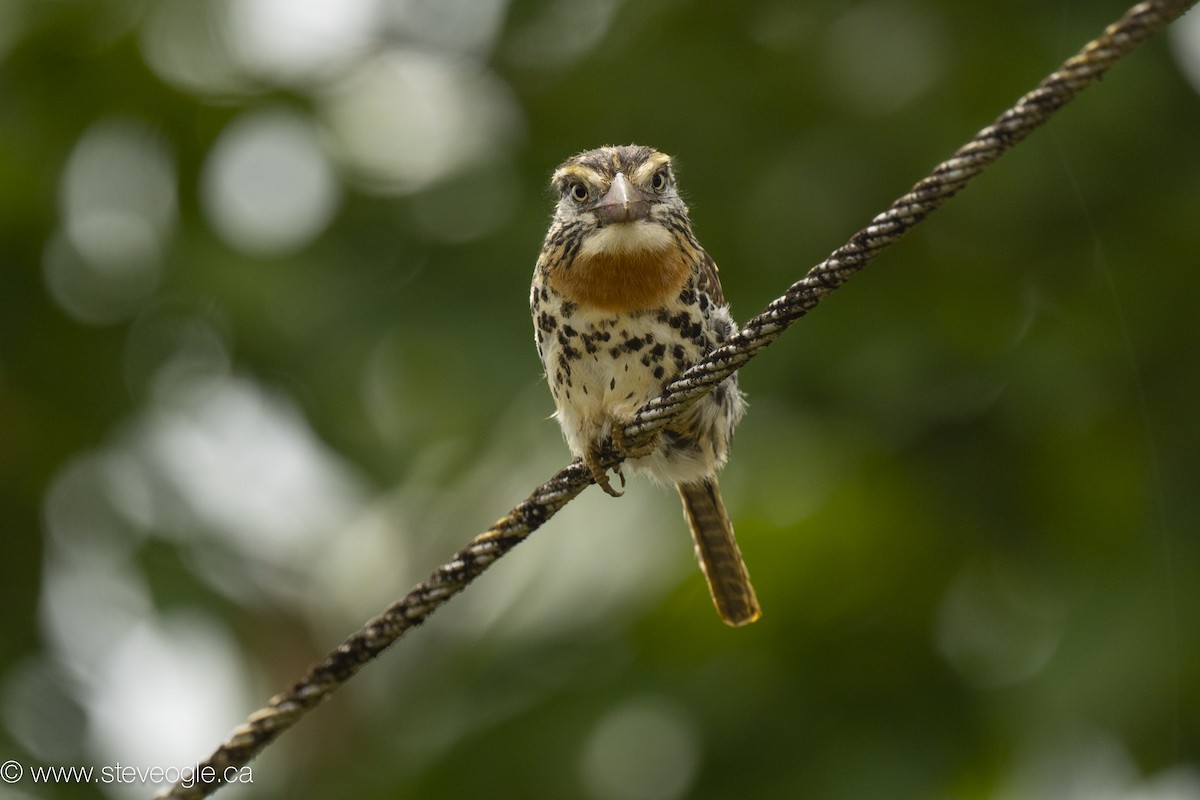 Tamatia tamajac - ML645924911