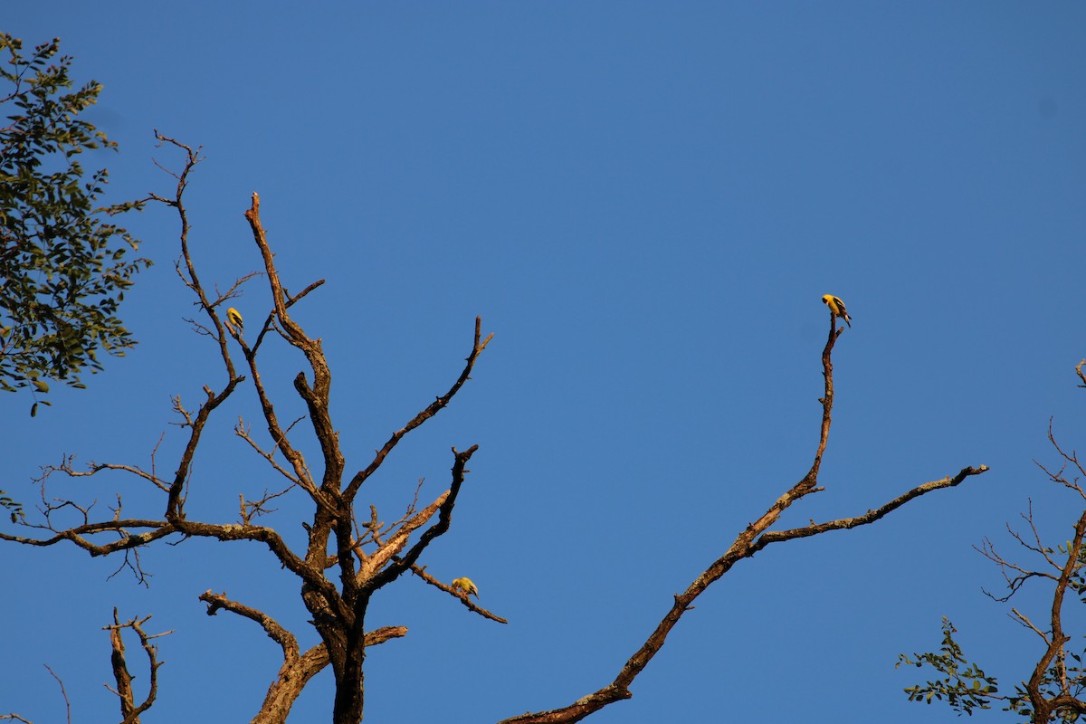 Чиж золотий - ML645924913