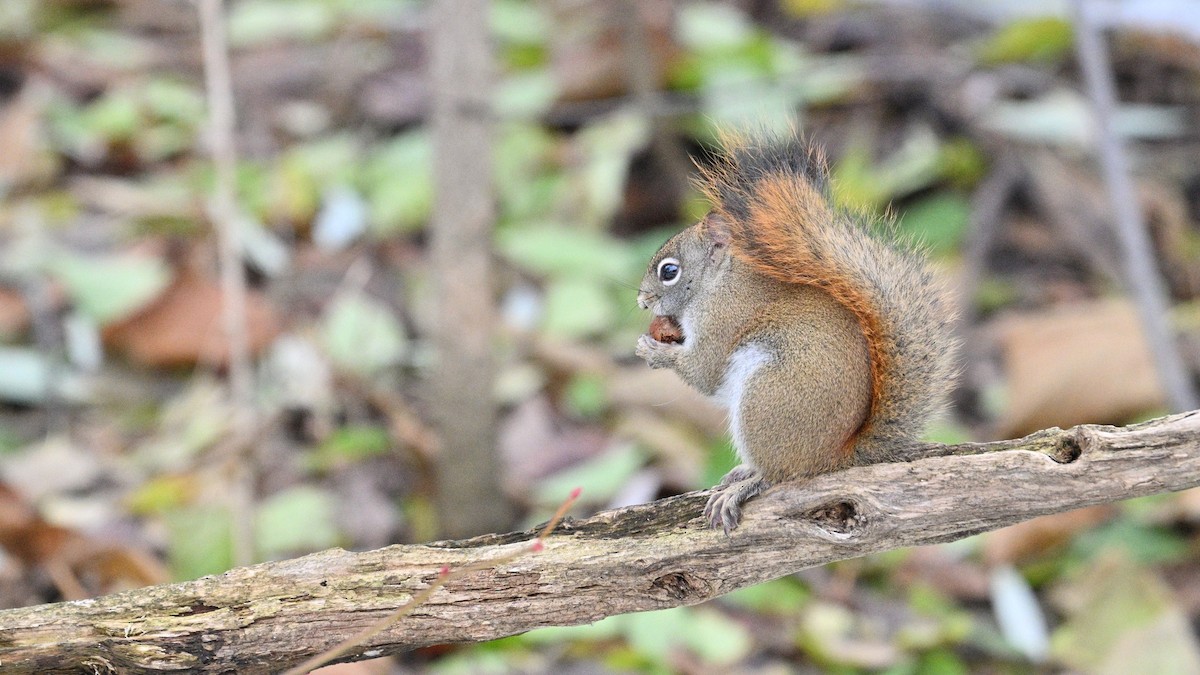 American Red Squirrel - ML645924914