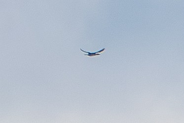 potáplice sp. - ML645924915