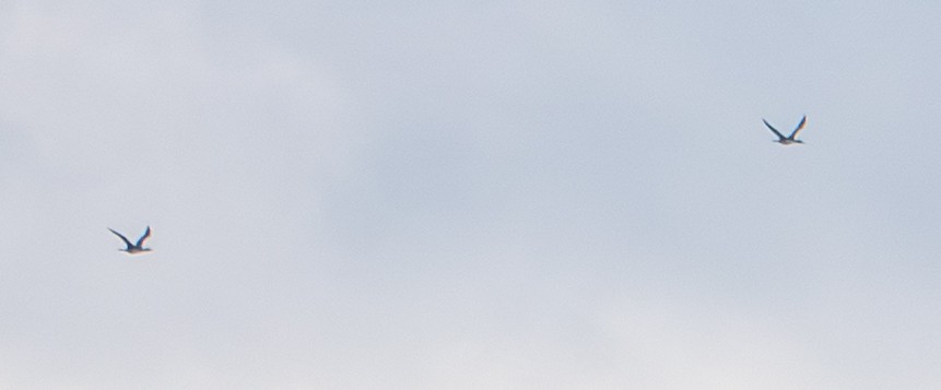 potáplice sp. - ML645924916