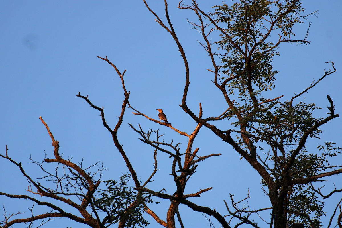 Декол золотистий - ML645924928