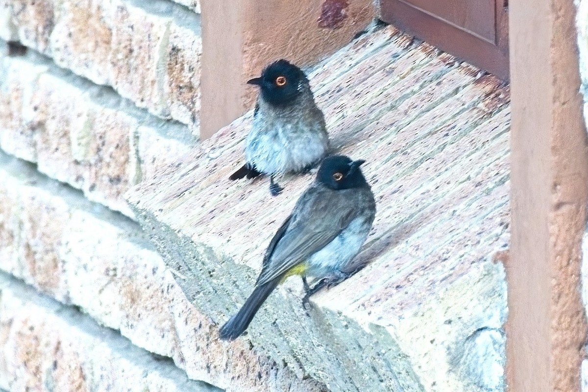 Black-fronted Bulbul - ML645924931