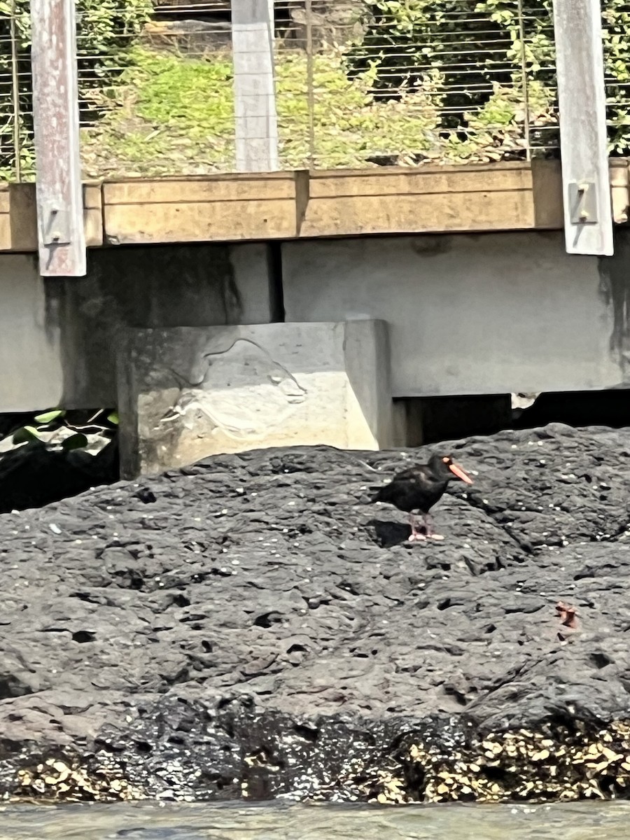 Sooty Oystercatcher - ML645924945