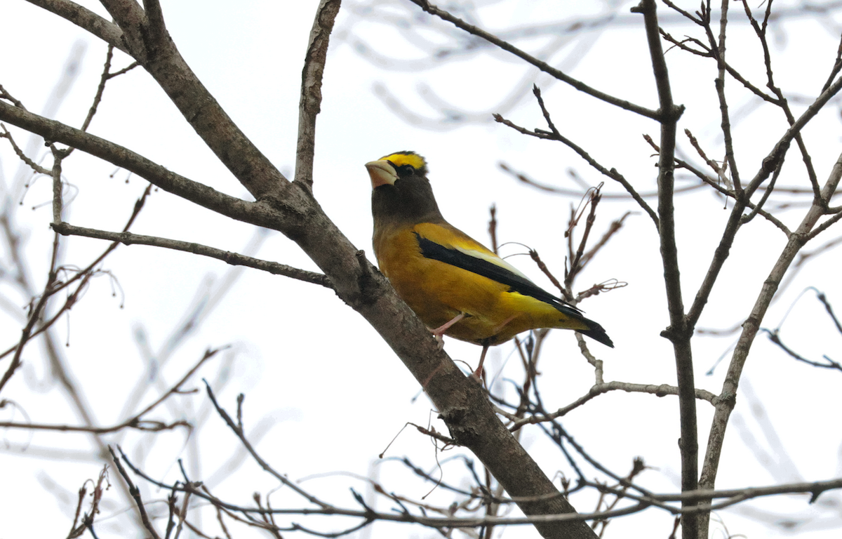 Кіпаль жовтобровий (тип 3) - ML645924952