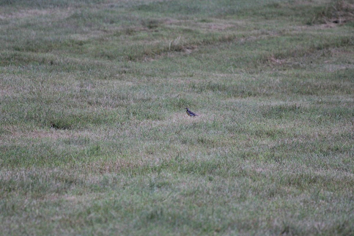 Шпаркос східний - ML645924955