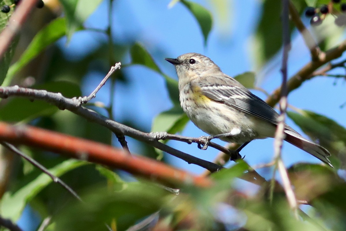 キヅタアメリカムシクイ - ML645924956