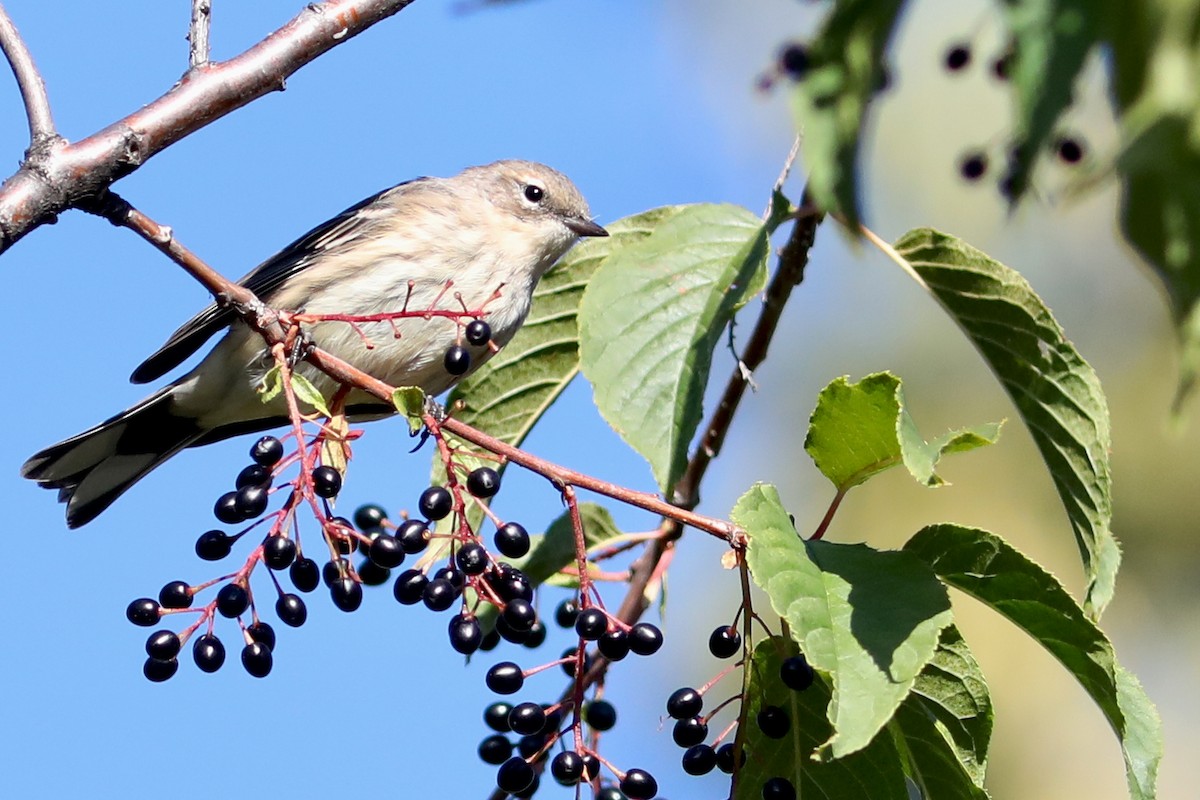 キヅタアメリカムシクイ - ML645924958