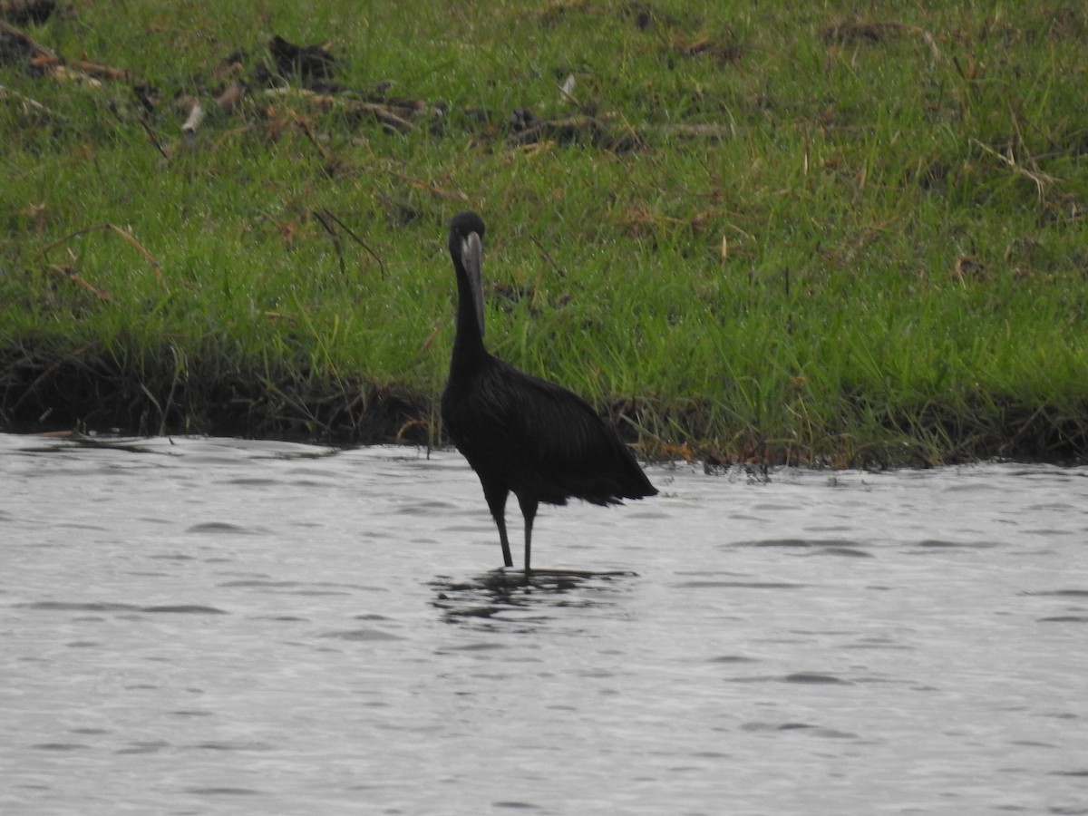 African Openbill - ML645924962