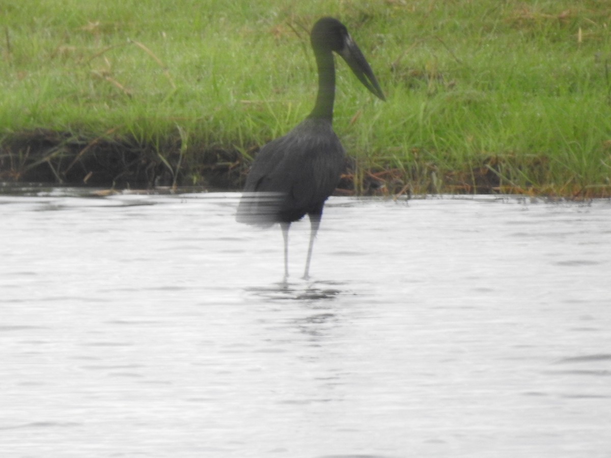 African Openbill - ML645924964