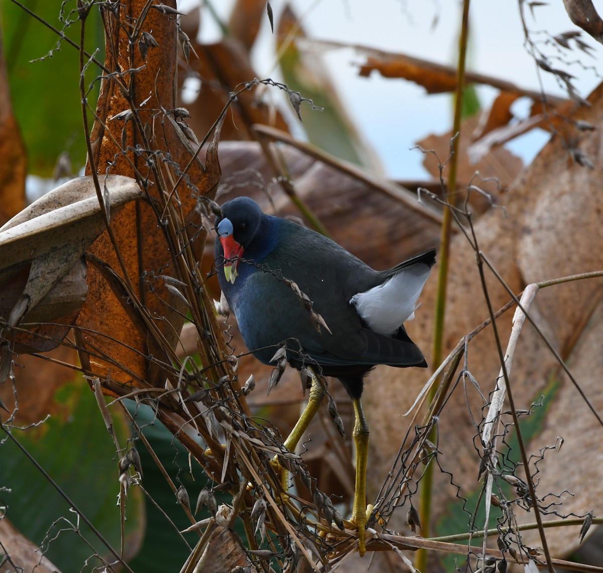 Малая султанка - ML645924966