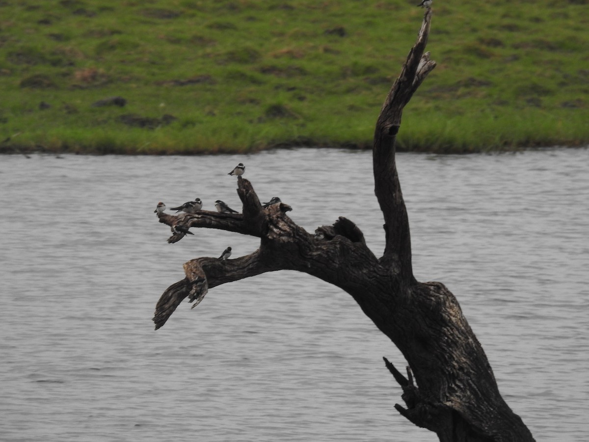 swallow sp. - ML645924969