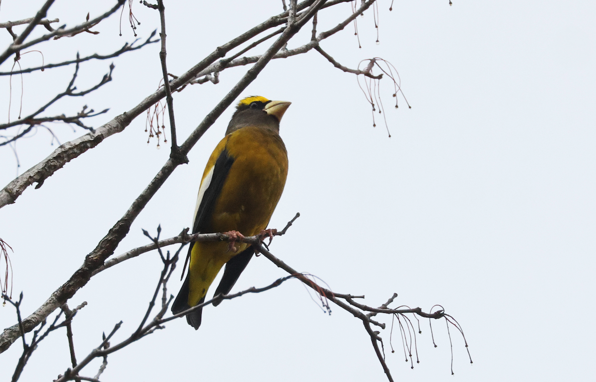 Кіпаль жовтобровий (тип 3) - ML645924971