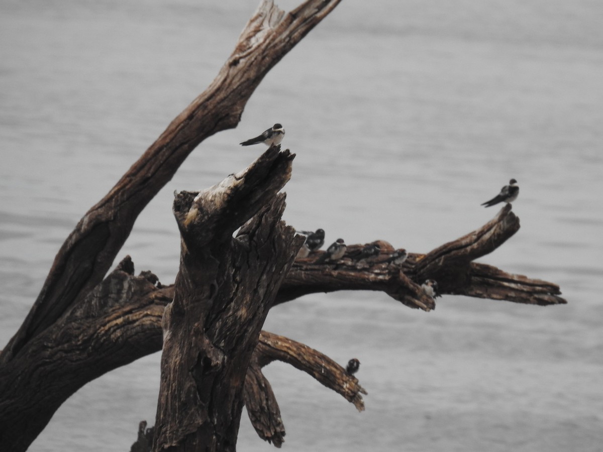 swallow sp. - ML645924974