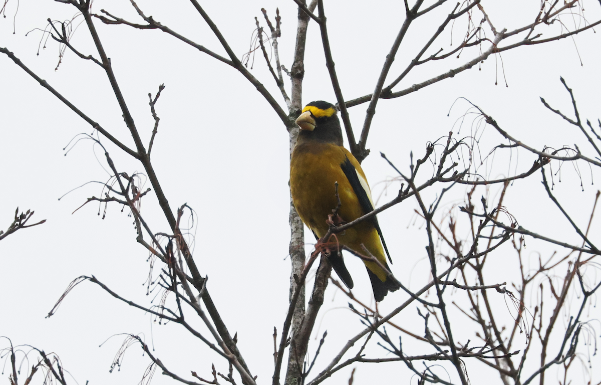 Кіпаль жовтобровий (тип 3) - ML645924975