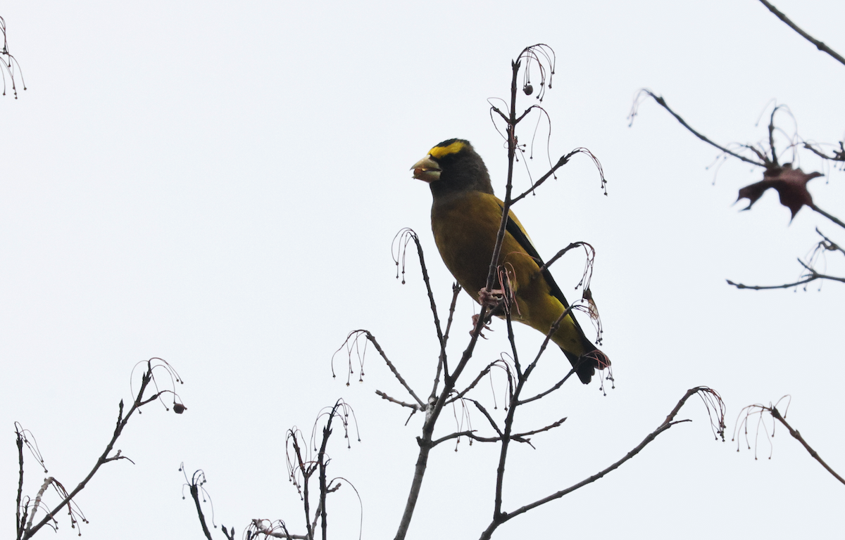 Кіпаль жовтобровий (тип 3) - ML645924976