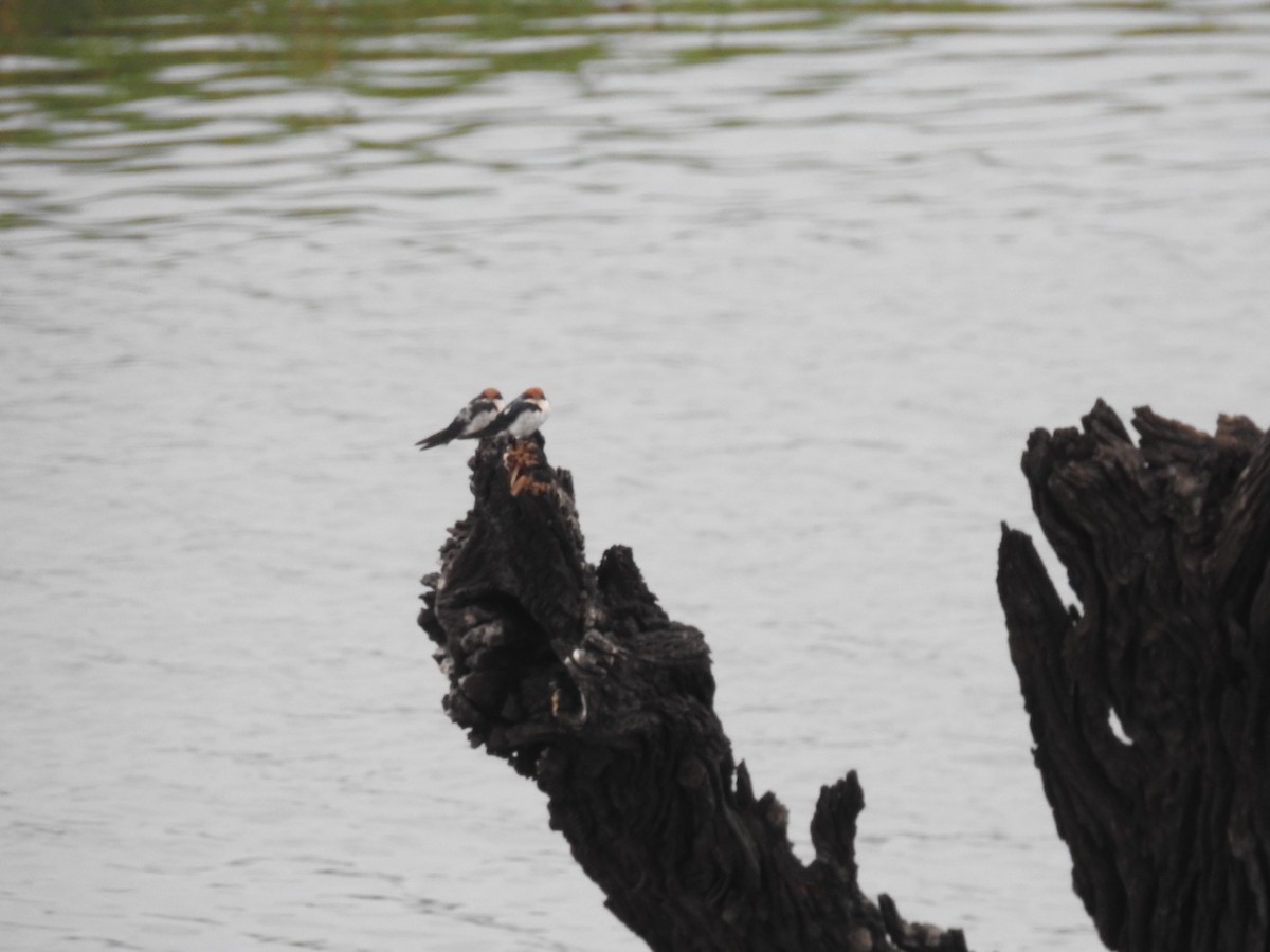 swallow sp. - ML645924977