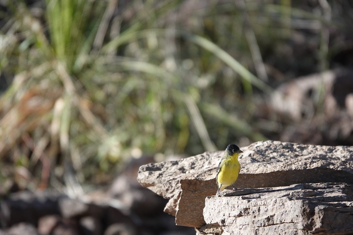 Lesser Goldfinch - ML645924979