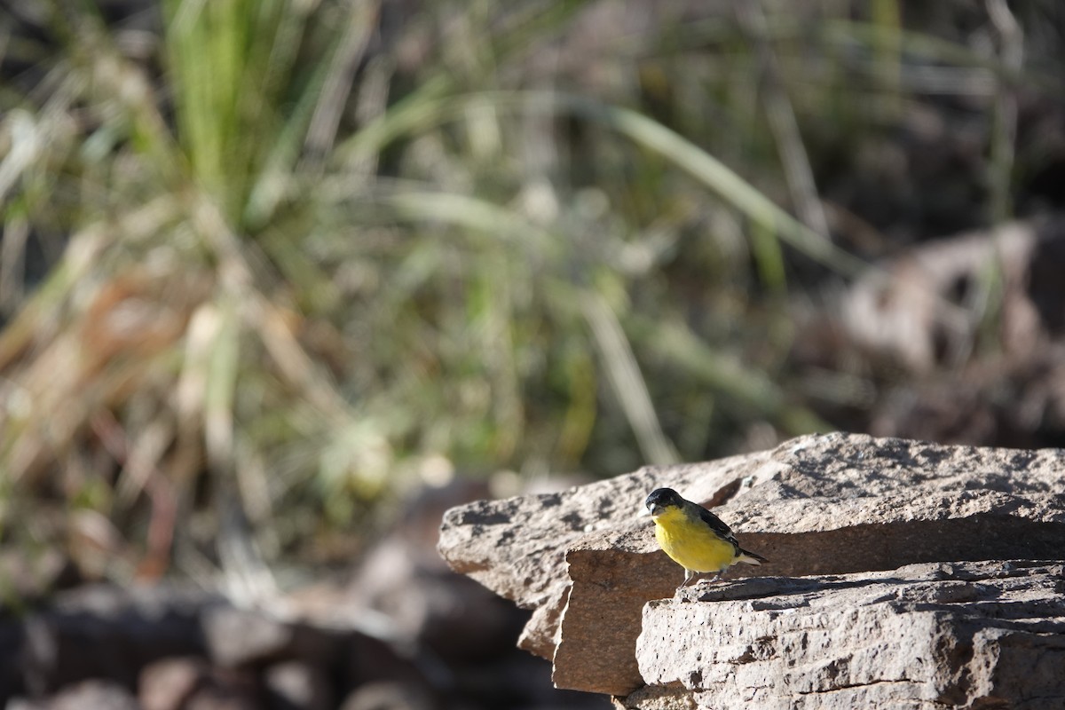 Lesser Goldfinch - ML645924980