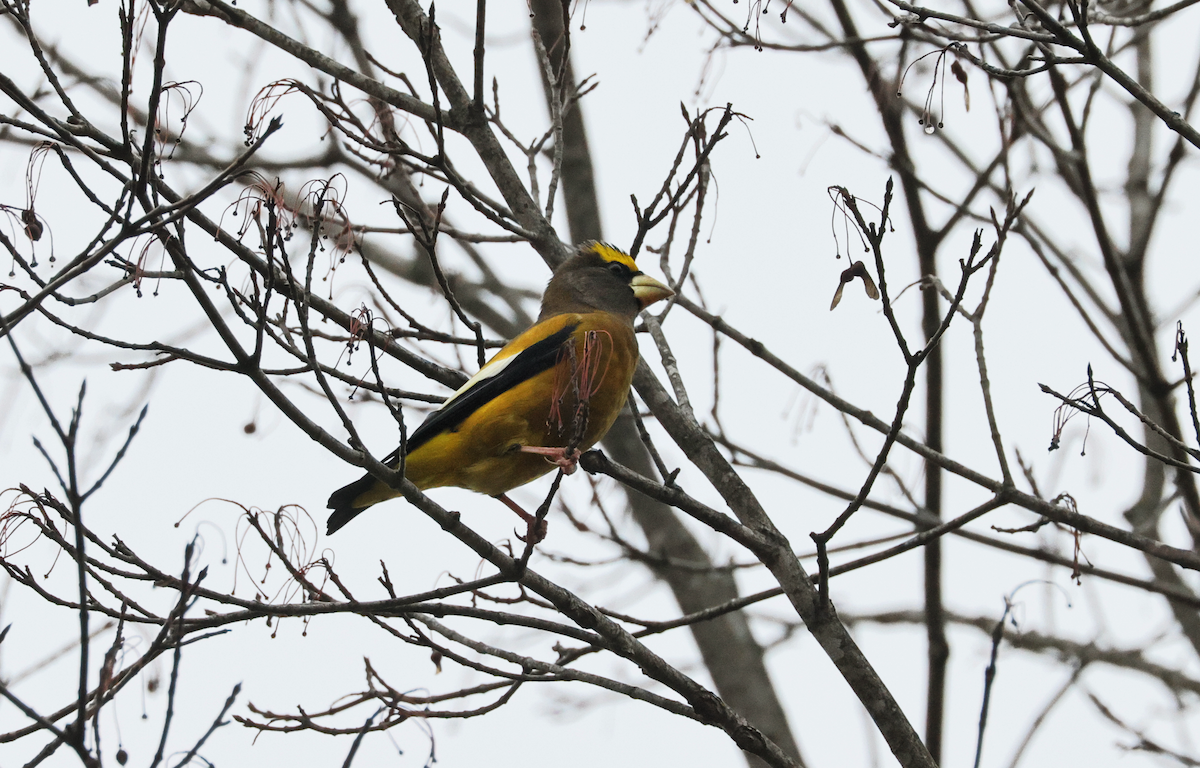 Кіпаль жовтобровий (тип 3) - ML645924981