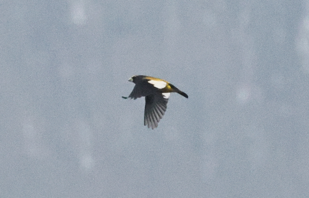 Кіпаль жовтобровий (тип 3) - ML645924987