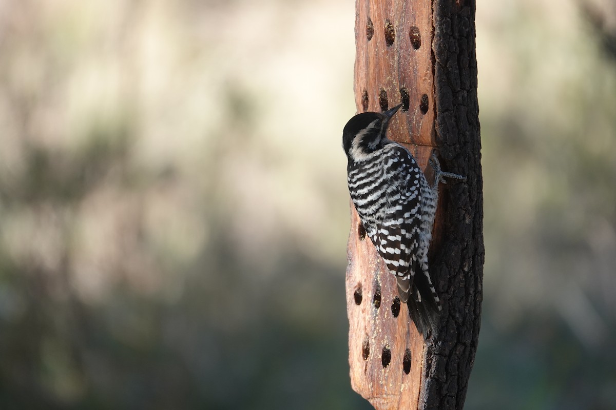 Ladder-backed Woodpecker - ML645924994