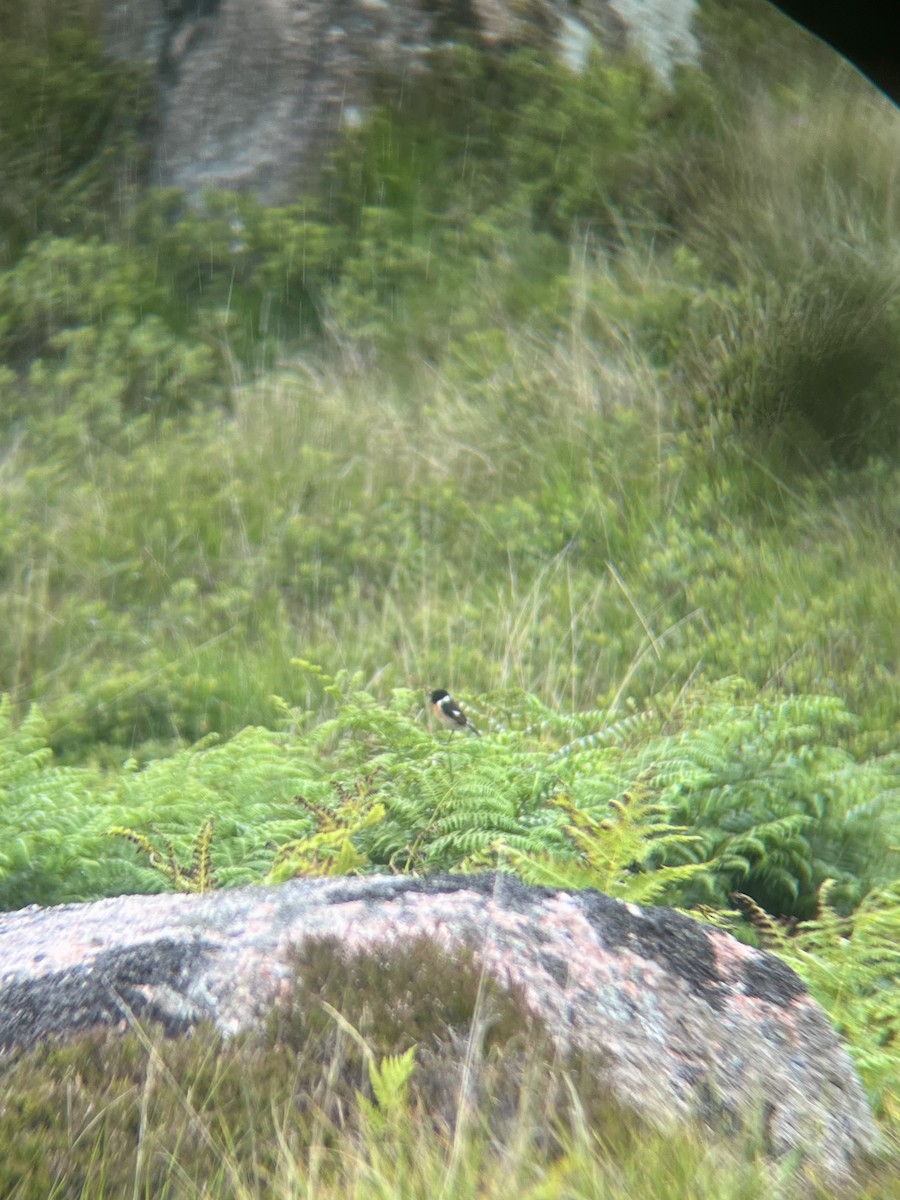 European Stonechat - ML645924995