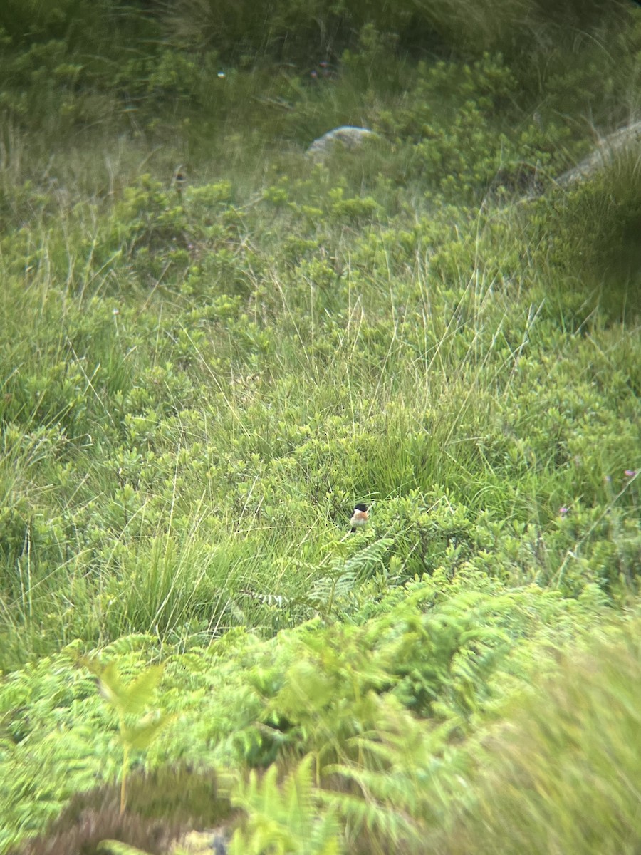 European Stonechat - ML645924996